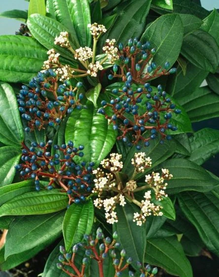 Viburnum Davidii C7.5 30-40 Cm 1 Viburnum Davidii C7.5 30-40 Cm