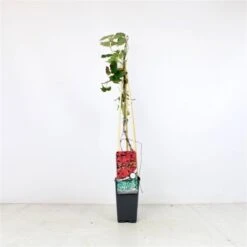 Parthenocissus Tricuspidata 'Veitchii' C2 60-70 Cm -Tuinbenodigdheden Verkoop 2024 4AHJCNNJ 2d45