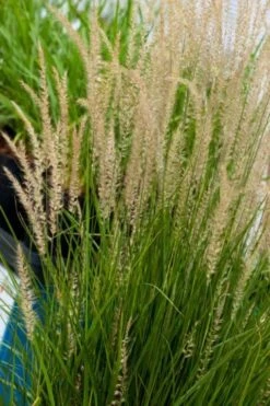 Pennisetum Orientale 'Fairy Tails' C2 Cm