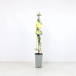 Jasminum Nudiflorum C2 60-70 Cm