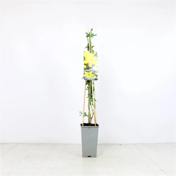 Jasminum Nudiflorum C2 60-70 Cm 1 Jasminum Nudiflorum C2 60-70 Cm