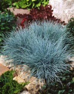 Festuca Valesiaca 'Glaucantha' P9 Cm