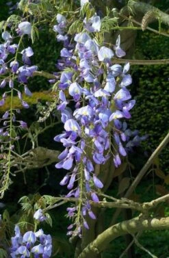 Wisteria Sinensis C2 60-70 Cm