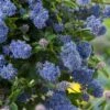 Ceanothus Thyrsiflorus Repens C2 25-30 Cm