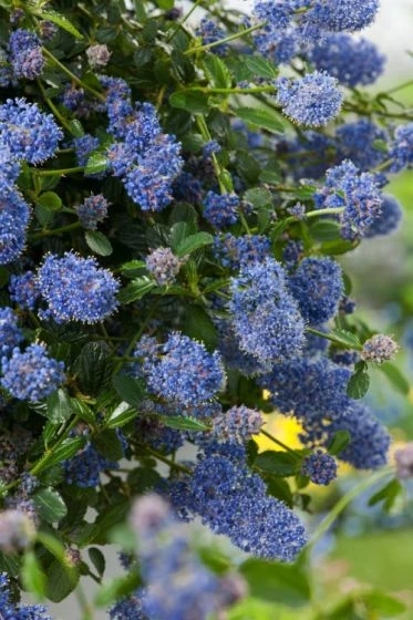Ceanothus Thyrsiflorus Repens C2 25-30 Cm 1 Ceanothus Thyrsiflorus Repens C2 25-30 Cm