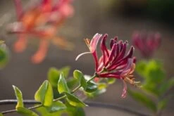Lonicera Heckrottii 'Goldflame' C2 60-70 Cm