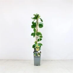 Lonicera Tellmanniana C2 60-70 Cm