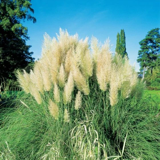 Cortaderia Selloana 'Pumila' C2 Cm 1 Cortaderia Selloana 'Pumila' C2 Cm