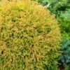 Thuja Occidentalis 'Golden Tuffet' C2 25-30 Cm