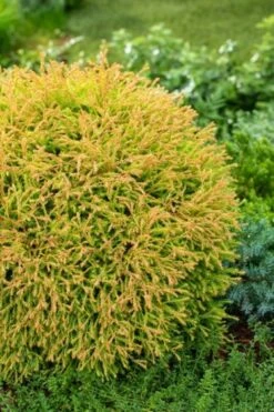Thuja Occidentalis 'Golden Tuffet' C2 25-30 Cm
