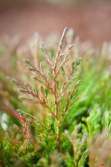 Juniperus Horizontalis 'Andorra Compact' C3.5 30-40 Cm 1 Juniperus Horizontalis 'Andorra Compact' C3.5 30-40 Cm