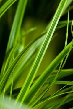Carex Oshimensis Evercolor Everlime C2 30-40 Cm -Tuinbenodigdheden Verkoop 2024 4EZ79T2L 3a38