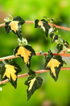 Hedera Helix 'Goldheart' C2 80-100 Cm
