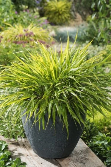 Hakonechloa Macra 'Nicolas' P9 Cm 1 Hakonechloa Macra 'Nicolas' P9 Cm