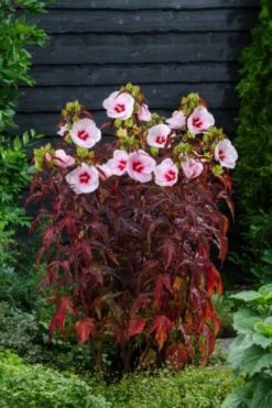 Hibiscus Moscheutos Carousel Jolly Heart C5 Cm