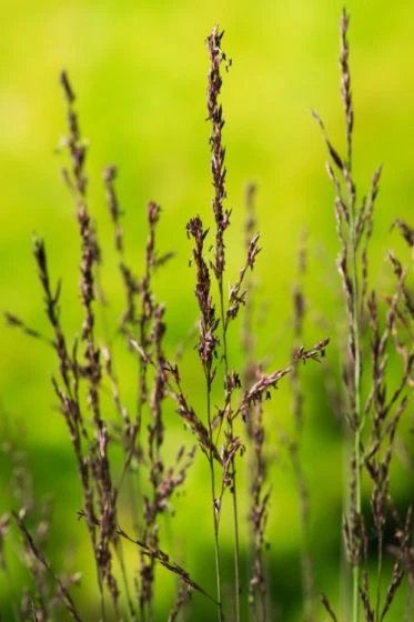 Molinia Caerulea 'Edith Dudszus' C5 Cm 2 Molinia Caerulea 'Edith Dudszus' C5 Cm - Afbeelding 2