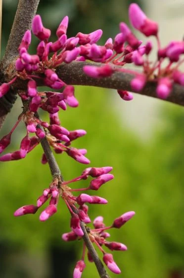Cercis Canadensis C35 100-125 Cm 2 Cercis Canadensis C35 100-125 Cm - Afbeelding 2