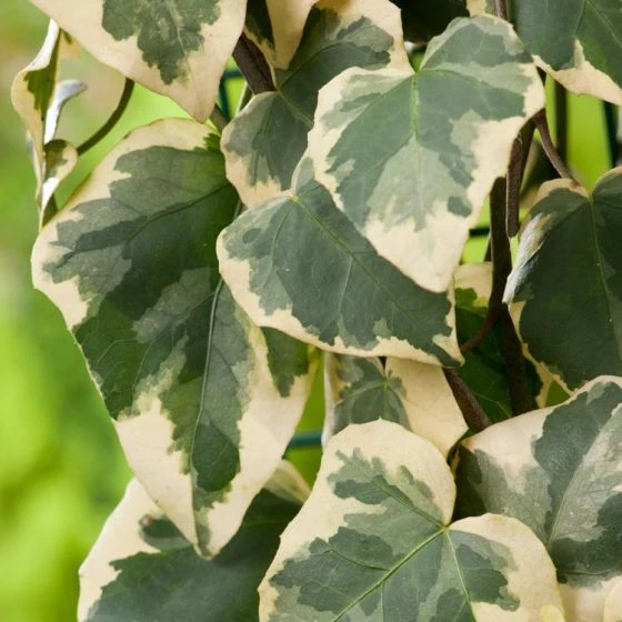 Hedera Colchica 'Dentata Variegata' C2 60-80 Cm 1 Hedera Colchica 'Dentata Variegata' C2 60-80 Cm