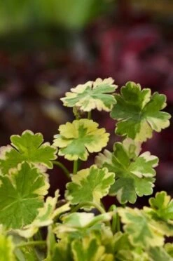 Hydrocotyle Sibthorpioides 'Variegata' M11 Cm