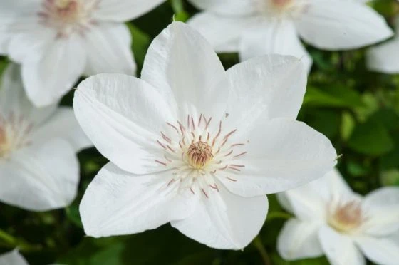 Clematis 'Mrs George Jackman' C2 60-70 Cm 2 Clematis 'Mrs George Jackman' C2 60-70 Cm - Afbeelding 2