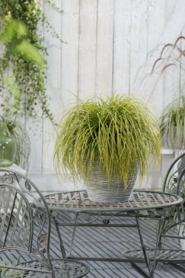 Carex Oshimensis 'Eversheen' C2 30-40 Cm 2 Carex Oshimensis 'Eversheen' C2 30-40 Cm - Afbeelding 2