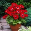 Anemone Coronaria 'De Caen' Bol Cm 100 Stuks