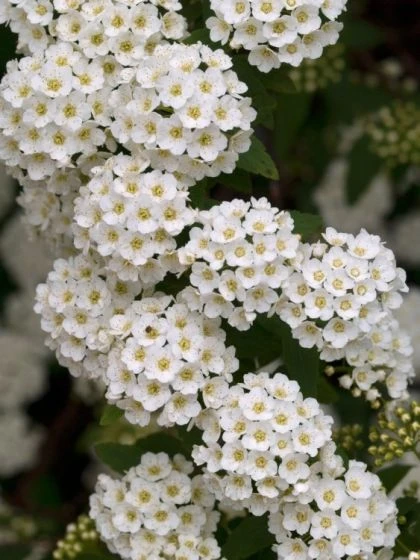 Spiraea Vanhouttei C3 60-80 Cm 2 Spiraea Vanhouttei C3 60-80 Cm - Afbeelding 2