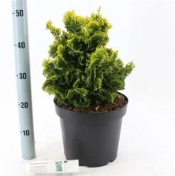 Chamaecyparis Obtusa 'Aurora' C7.5 25-30 Cm -Tuinbenodigdheden Verkoop 2024 4RL93EAE 48e4