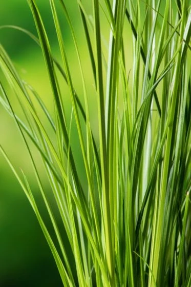 Carex Testacea P9 Cm 2 Carex Testacea P9 Cm - Afbeelding 2