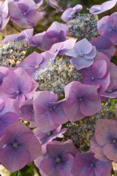 Hydrangea Macrophylla 'Blaumeise' C2 20-25 Cm 2 Hydrangea Macrophylla 'Blaumeise' C2 20-25 Cm - Afbeelding 2