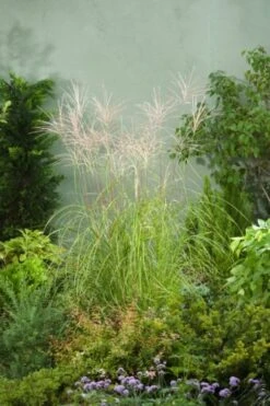 Miscanthus Sinensis 'Herman Mussel' P9 Cm