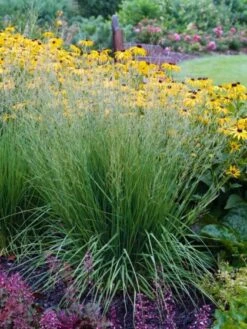 Molinia Caerulea 'Heidebraut' C2 Cm 10 Stuks