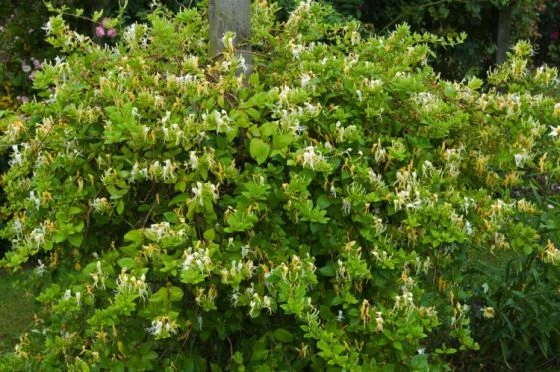 Lonicera Japonica 'Halliana' C2 60-70 Cm 1 Lonicera Japonica 'Halliana' C2 60-70 Cm