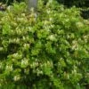 Lonicera Japonica 'Halliana' C2 80_100_CM