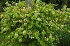 Lonicera Japonica 'Halliana' C2 80_100_CM