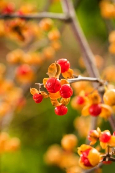 Celastrus Orbiculatus 'Diana' C2 60-70 Cm 2 Celastrus Orbiculatus 'Diana' C2 60-70 Cm - Afbeelding 2