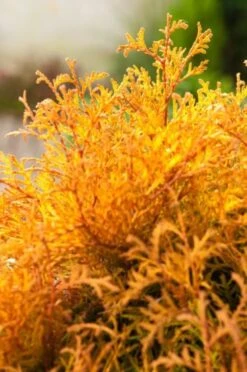 Thuja Occidentalis 'Rheingold' C2 20-25 Cm