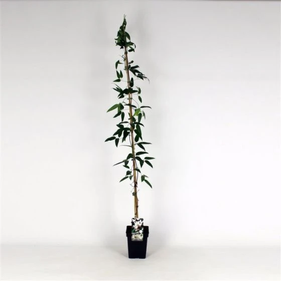 Clematis Armandii C5 150-175 Cm 2 Clematis Armandii C5 150-175 Cm - Afbeelding 2