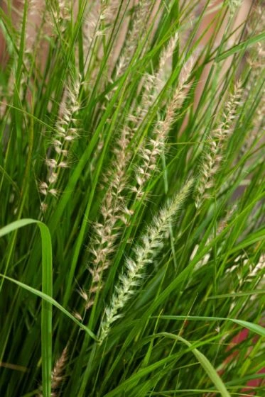Pennisetum Orientale 'Fairy Tails' C2 Cm 2 Pennisetum Orientale 'Fairy Tails' C2 Cm - Afbeelding 2