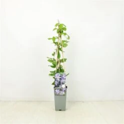 Clematis 'Mrs Cholmondeley' C2 60-70 Cm