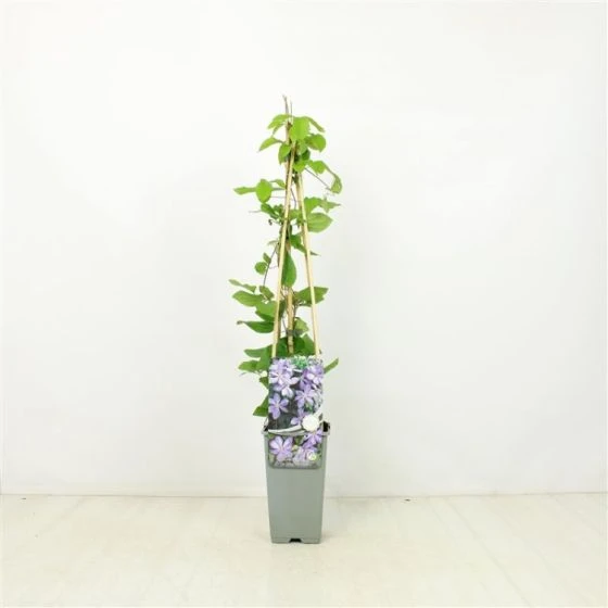 Clematis 'Mrs Cholmondeley' C2 60-70 Cm 1 Clematis 'Mrs Cholmondeley' C2 60-70 Cm