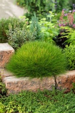 Festuca Gautieri C2 Cm