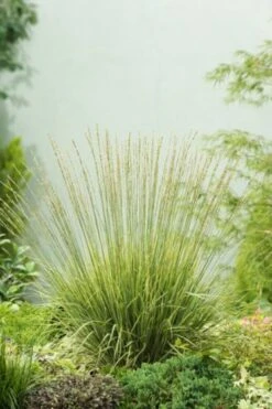 Molinia Caerulea 'Carmarthen' P9 Cm