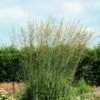 Molinia Arundinacea 'Karl Foerster' P9 Cm