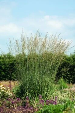 Molinia Arundinacea 'Karl Foerster' P9 Cm