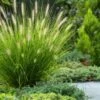 Pennisetum Alopecuroides 'Hameln' C10 Cm
