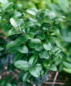 Ligustrum Japonicum 'Rotundifolium' C5 30-40 Cm