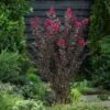 Lagerstroemia Indica Mystic Magenta C3 40-50 Cm
