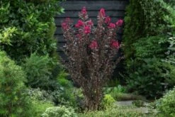Lagerstroemia Indica Mystic Magenta C3 40-50 Cm