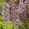 Wisteria Floribunda 'Honbeni' C2 60-70 Cm